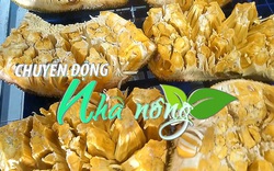 Chuyển động Nhà nông 19/01: 1.000 tấn mít tham gia xúc tiến tại Australia