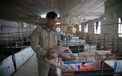 Việt Nam chi 5 tỷ USD mua lượng khổng lồ ngô, đậu tương từ Mỹ, Argentina,... để làm gì? 
