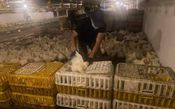 Giá gia cầm hôm nay 2/1: Giá gà công nghiệp tiếp đà giảm, vịt thịt các vùng tiêu thụ khá thuận lợi