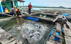 Hơn 1.000 tấn cá song ở Quảng Ninh cần hỗ trợ tiêu thụ dịp Tết Nguyên đán 2022