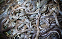 Người đàn ông thiệt mạng một cách bí ẩn, xung quanh là hơn 100 con rắn độc
