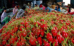 Xuất khẩu rau quả Việt sang Trung Quốc khó khăn, còn thị trường này thì dư địa vô biên