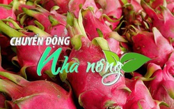 Chuyển động Nhà nông 23/01: Thanh long Việt Nam có mặt tại nhiều siêu thị, trung tâm thương mại ở Australia