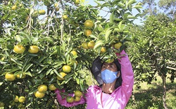 Xuân vui hơn trên đất Hà Tĩnh: Những "trái ngọt" từ vốn vay ưu đãi