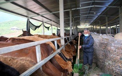 Nông thôn Tây Bắc: Than Uyên chủ động phòng đói, rét cho gia súc