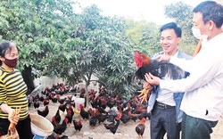 Nuôi lợn mán, nuôi gà "sâm" ở Bắc Giang, chưa tới tết thương lái, công ty đã săn lùng "khuân" đi hết