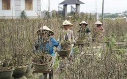 “Thủ phủ" mai vàng miền Trung bất ngờ hút hàng vào những ngày giáp Tết