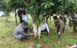 Sơn La: 105 cây chè cổ thụ hàng trăm năm tuổi, mọc rêu xù xì vào danh mục "Cây Di sản Việt Nam"