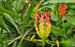 Loài hoa đẹp rực rỡ, giống hệt ngọn lửa nhiều người mua về chơi Tết hoá ra mọc dại ở Việt Nam