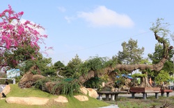 Cây keo bonsai dáng con rồng khổng lồ, nhà vườn Bà Rịa-Vũng Tàu mang ra triển lãm ai xem cũng trầm trồ