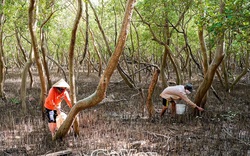 Lội vô rừng nuôi loài ốc leo cây, chả phải cho ăn, hễ thấy lơn lớn là nông dân Cà Mau bắt bán đắt tiền