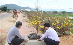 Con đường trồng cây mai vàng đầu tiên của tỉnh Bình Định dài bao nhiêu mét?