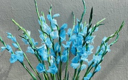 Hoa dơn xanh biếc hút khách mua chơi Tết