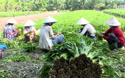 Giá rau mùi Tết đang tăng trở lại