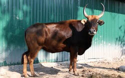 Đàn bò tót lai từng gầy trơ xương ở Ninh Thuận hiện giờ ra sao?