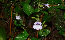 NÓNG: Một loài hoa mới chưa từng thấy cực kỳ đẹp, mới phát hiện ra ở gần thủy điện Rào Trăng