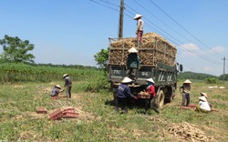 Trung Quốc mua đến 93% một thứ nông sản của Việt Nam, còn mua thêm lượng khổng lồ từ Thái Lan để làm gì?