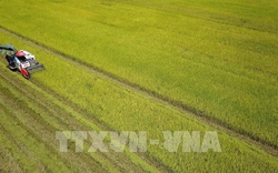 Sản lượng lúa cả nước năm 2021 tăng 1,1 triệu tấn