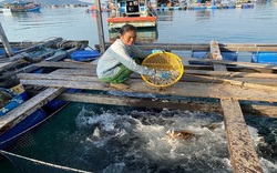 Kiên Giang: Nuôi cá bớp, nuôi cá mú dày đặc, quẫy đạp nước ầm ầm, một nông dân thu tiền tỷ