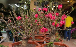 Đào Thất Thốn hàng fake "made in China" chi chít nụ được bày bán đầy chợ hoa lớn nhất nhì Thủ đô