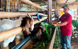 Nuôi con có sừng nhọn, tai dài quá mõm, anh trai làng kết nối với 12 điểm tiêu thụ khắp cả nước, bán rất chạy