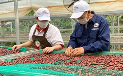 Tây Nguyên: Nông sản được giá, nông dân ăn tết lớn