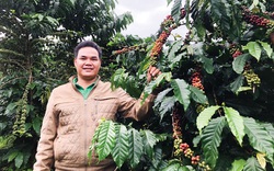 "Thủ lĩnh" nông dân người Chơ Ro trồng cà phê kiểu thả đọt khác người, trái mọc chi chít nhìn mê tít