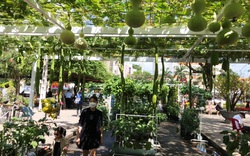 Khánh Hòa: Vườn bầu, bí, cà tím trĩu quả "lạ mắt" cuốn hút du khách chơi Tết ở thành phố Nha Trang