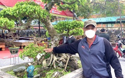 Cây "Lão mai đồng quý tử", cây sanh Nam Điền thế "Dáng làng", giá ngang xe hơi ông nông dân Quảng Bình chưa bán