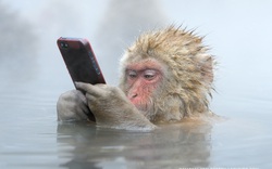 Vì sao khỉ tuyết Nhật Bản thích tắm suối nước nóng tại "Thung lũng địa ngục"?