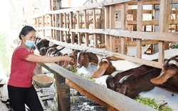 Bà Rịa - Vũng Tàu: Tiếp vốn, con giống cho nông dân phục hồi sản xuất