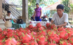 Thuận Châu đẩy mạnh ứng dụng công nghệ cao, nông nghiệp hữu cơ trong SXNN