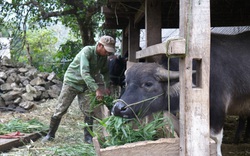 Chăn nuôi đại gia súc ở vùng cao biên giới Sốp Cộp