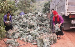 Nông thôn Tây Bắc: Nông nghiệp Quỳnh Nhai nỗ lực vượt khó