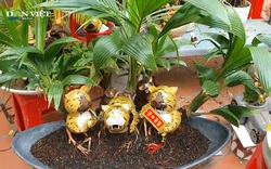 Video: Dừa bonsai tạo hình hổ - cây cảnh độc lạ chưng Tết Nhâm Dần 