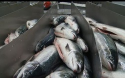 Video: Độc đáo nghề nuôi cá hồi bên trong Vòng Bắc cực