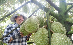 Long An: "Liều" cắm cây đặc sản trên đất rốn phèn, chín trái nào thơm khắp xóm, bán đắt tiền, nông dân giàu lên