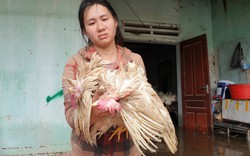 Nghệ An: Lũ về đột ngột, một trang trại gà 4.000 con chết sạch, nông dân trắng tay