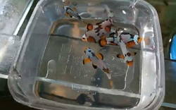Khánh Hòa: Lai tạo thành công dòng cá Nemo đột biến có màu sắc “độc lạ” 