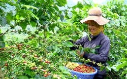 
Sơn La: Phát triển cà phê bền vững, giúp người dân có thu nhập