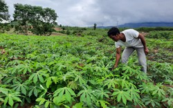 Quản lý, bảo vệ rừng ở Kon Tum: Rừng tạo sinh kế, giúp người dân thoát nghèo