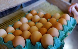 Giá trứng tăng cao buộc ngành công nghiệp thực phẩm Pháp phải thay đổi công thức nấu ăn