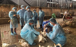 Việt Nam ngăn chặn thành công dịch cúm gia cầm