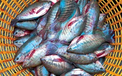 Thăng trầm cá bổi U Minh