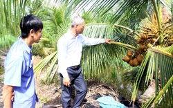 Liên kết trong tổ hợp tác trồng dừa, nông dân xã Lê Minh Xuân làm giàu trên đất khó