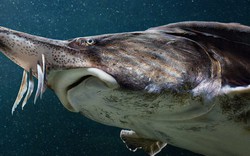 Loài "cá hoàng gia" đặc sản được ưa chuộng trên toàn thế giới, Sa Pa, Đà Lạt có rất nhiều