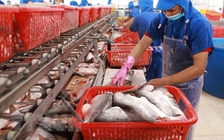 Xuất khẩu cá tra sang Phillippine tăng gấp 5 lần trong tháng 9