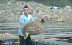Nuôi cá đặc sản trên sông, hồ chứa lãi cao gấp 1,5 lần, nông dân Tuyên Quang thả nuôi hàng nghìn lồng
