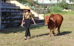 Đi xem thi "hoa hậu bò" ở huyện Thanh Chương của Nghệ An