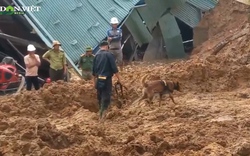 Đưa cảnh khuyển tìm kiếm kỹ sư mất tích vụ núi lở vùi tổ máy thuỷ điện Kà Tinh 